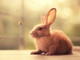 25张超级可爱的兔子照片 祝愿大家中秋节快乐