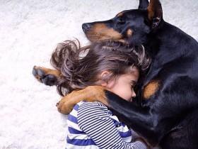 杜宾犬的犬种档案和形态特征