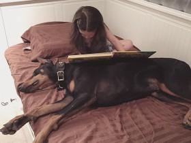 怎么训练杜宾犬?杜宾犬的扑咬训练