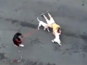 美国纽约街头两只比特犬撕咬男子 路人纷纷帮忙