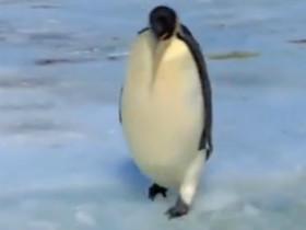 盘点各种企鹅摔倒的视频合集 非常有喜感