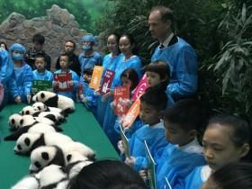 史上的“大熊猫双胞胎年”6对双胞胎大熊猫在成都亮相