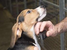 大量比格犬被用作实验犬 引起动保人士的谴责