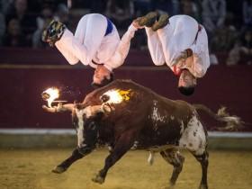 西班牙饱受争议的斗牛表演 场面令人胆战心惊