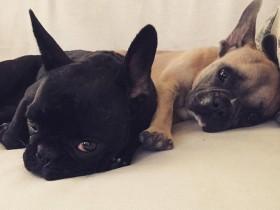著名女明星Lady Gaga的宠物 两只可爱的法国斗牛犬