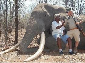 德国猎人在非洲猎杀象王 悲剧再度上演