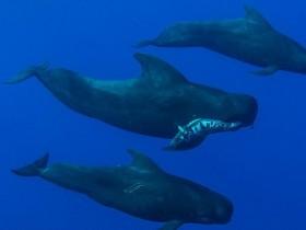 雄性鲸鱼口衔夭折的小鲸鱼 两头雌性鲸鱼护送为其哀悼