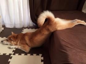 这只柴犬的姿势好销魂 千万不要以为它在练瑜伽