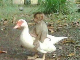 一只鹅和一只猴子的友谊 冒着生命危险来“救你”