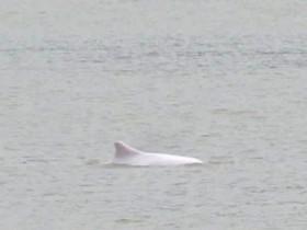广东佛山现中华白海豚 疑被台风卷入河道