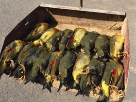湖北20只红嘴相思鸟撞墙自杀 具体原因有待专家分析
