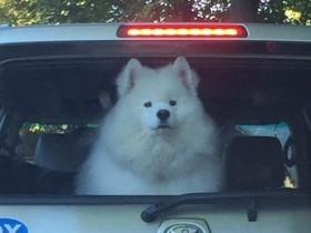 车主独留狗在车里 留条告诫勿破窗救狗：它在听歌呢