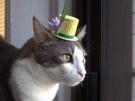 21张戴小帽子的猫咪照片 不知猫奴们是否感兴趣