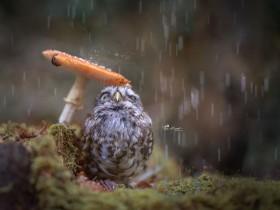 猫头鹰避雨照片被网友疯转 摄影师解释养它的故事