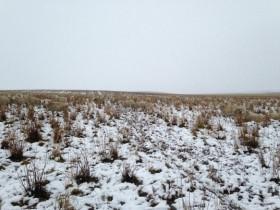 加拿大绵羊群下雪后“隐形” 愁坏了牧羊馆