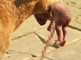 流浪狗从垃圾桶中发现弃婴 用嘴叼弃婴向人求援