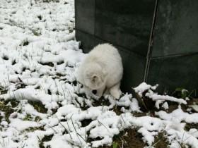 女大学生用照片记录雪后为流浪猫咪搭建爱心小屋的过程