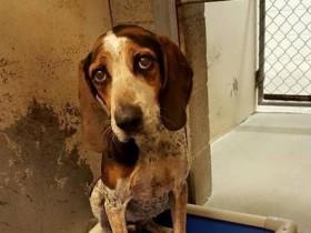 成功找回走丢的爱犬后 主人还将爱犬的新朋友领养回家