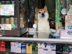 还记得日本香烟店的那条柴犬吗 他正式退休了