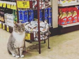 一只猫咪经常在商城里闲逛 竟然成为人们关注的明星猫