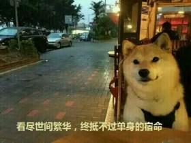 看尽世间的繁华 终抵不过“单身狗”的宿命