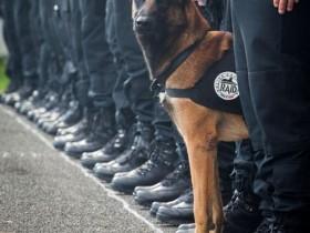 7岁警犬Diesel在法国的反恐行动中丧生 警方公布生前照片