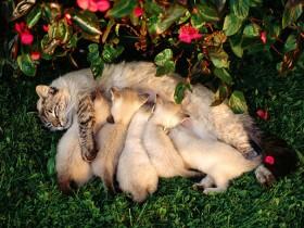 30张猫妈妈和小猫咪在一起的照片 当妈真的不容易