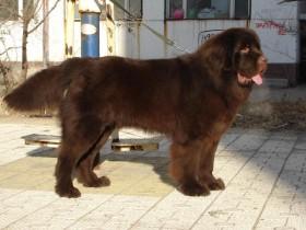 喂养纽芬兰犬的方法和注意问题