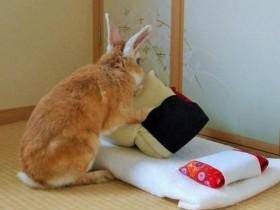 兔子睡醒自己叠被子 网友叹:习惯比我好