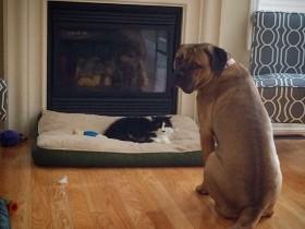 狗狗害怕的东西和事情 让人有些大跌眼镜