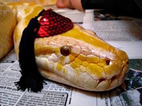 给宠物蛇带上帽子后 对蛇的恐惧感减少了很多