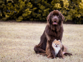 21张可爱狗狗的照片 呆萌又可爱