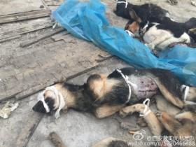 广西两男子偷狗被虐打1死1伤 村民在伤口上撒盐