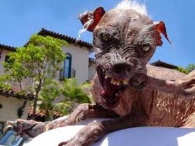 世界上最丑陋的9只狗 丑也是一种美