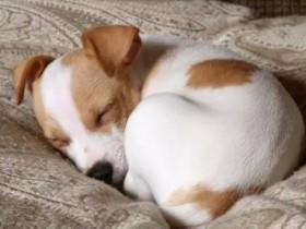 从狗狗的6种常见睡姿看出它们的个性