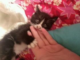 女大学生的养猫记:曾经你流浪街头 今后我给你一个家