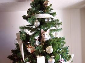 猫咪开始装饰圣诞树 预祝铲屎官们圣诞节快乐（30张）
