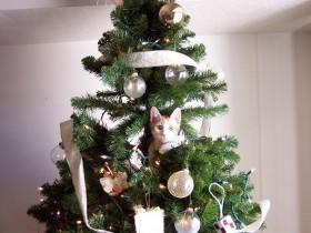 猫咪开始装饰圣诞树 预祝铲屎官们圣诞节快乐(30张)