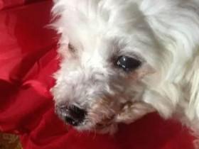 宠物狗哭湿了自己的衣服 刘晓庆称“真是玻璃心的忠犬”