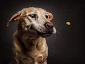 宠物摄影：给狗狗一粒狗粮 拍下它们可爱又搞笑的表情