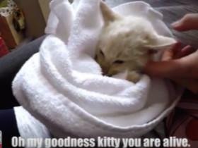 在雪地玩耍时发现“冻死”的小猫咪 这家人努力将它救活