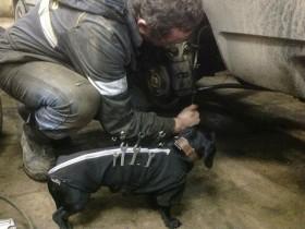 腊肠犬成为修理工最得意的助手 照片在网上热传