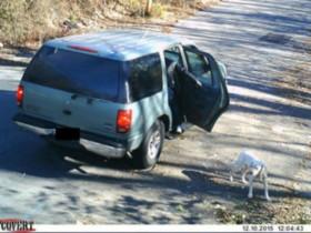 监控显示主人开车将狗狗遗弃 狗狗在原地等了八天