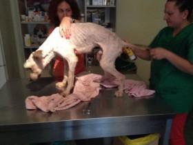 狗狗Aki“重生”的故事 被一个善举改变了命运