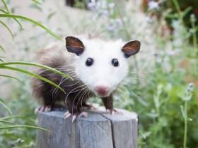 可能很多人没有见过这种萌物 它们叫负鼠(23张)