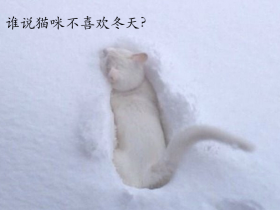 外面虽然有些冷 很多猫咪还是喜欢冬天的(17张)