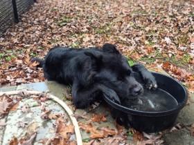 分享几张狗狗搞笑的动图和照片 放松一下心情