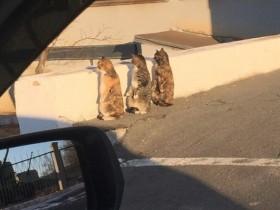 三只猫咪站起来“偷窥” 动作和表现非常同步