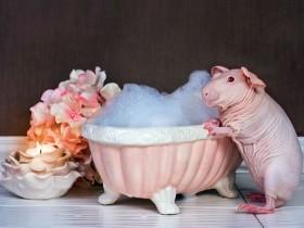 豚鼠的洗澡照片被铲屎官曝光 有种不忍直视的感觉