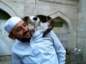 伊斯兰教的清真寺向流浪猫打开大门 让它们进来取暖